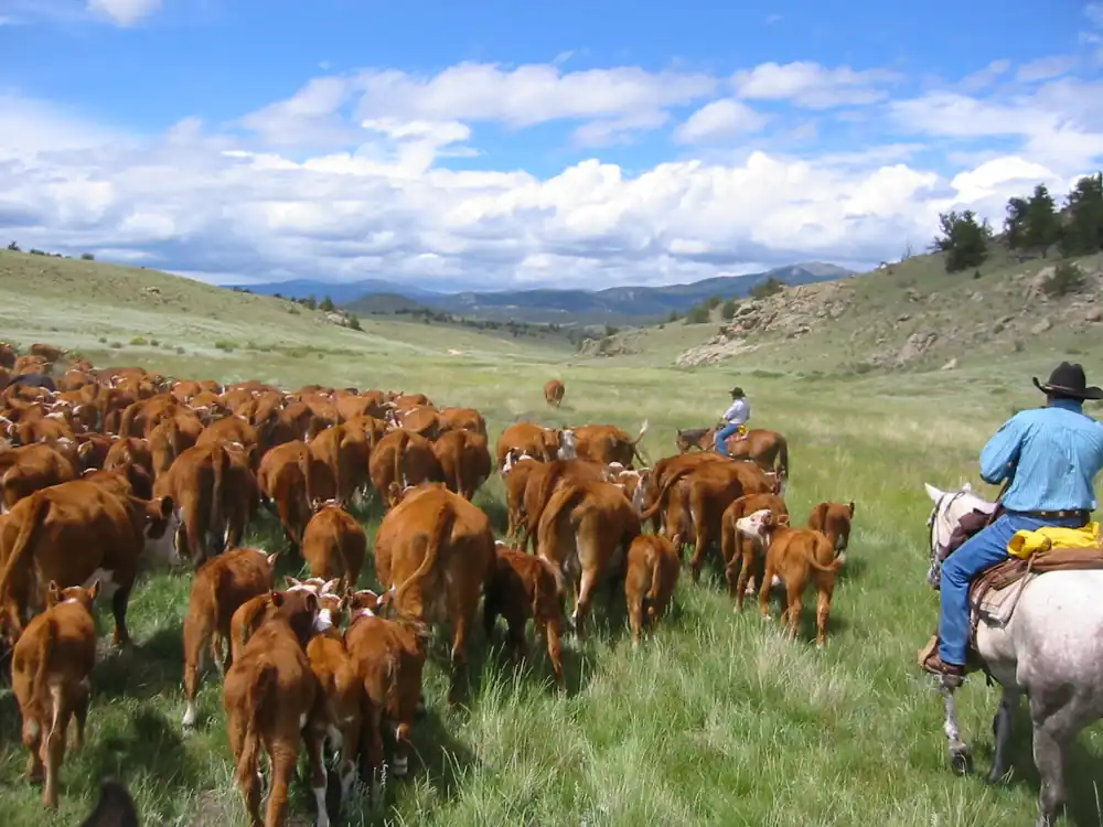 Cowboys on horseback herding a large cattle herd across open mountain rangeland in the United States