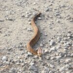 Venomous cottonmouth found in Maumelle helmet; driver unbitten despite snake’s aggressive nature