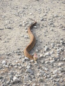 Venomous cottonmouth snake discovered in a football helmet