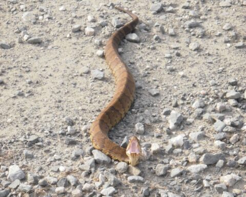 Venomous cottonmouth snake discovered in a football helmet