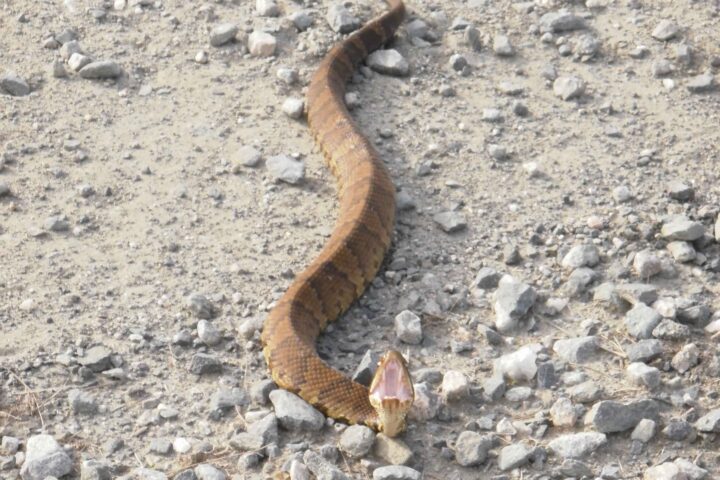 Venomous cottonmouth snake discovered in a football helmet