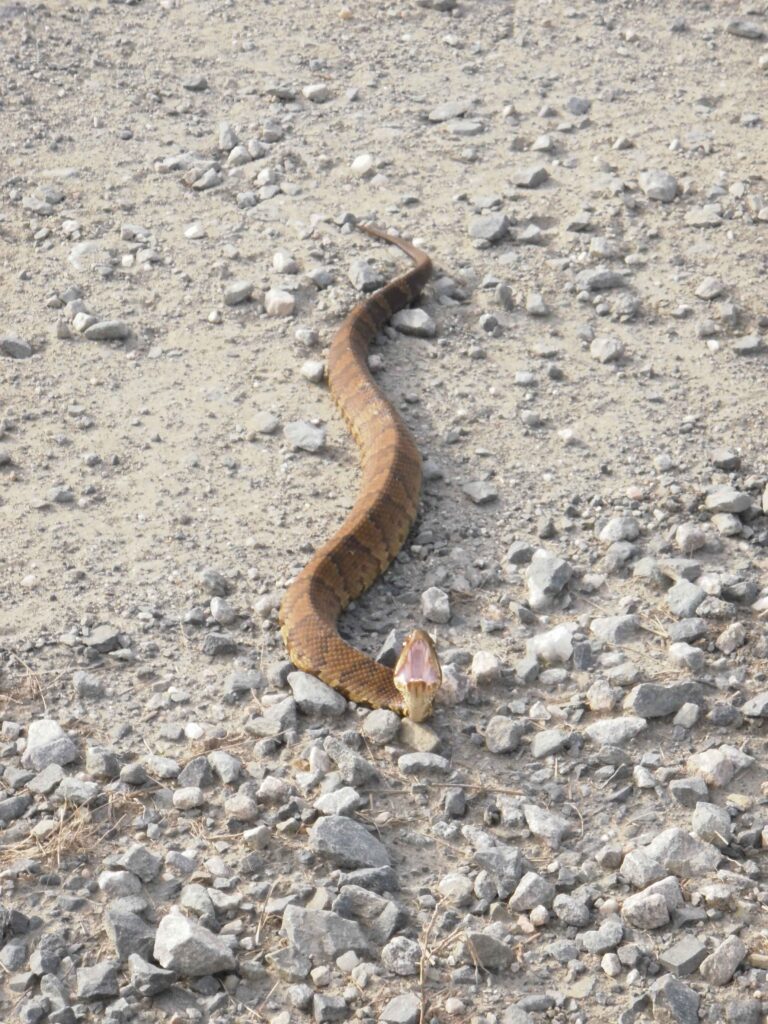Venomous cottonmouth found in Maumelle helmet after one hour of wear; driver unbitten despite snake’s aggressive nature