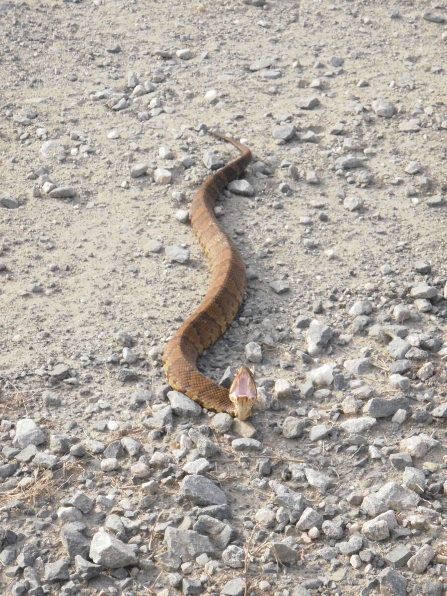 Venomous cottonmouth found in Maumelle helmet after one hour of wear; driver unbitten despite snake’s aggressive nature