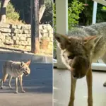 Studio City Coyote Rescue: Life-Saving Mission for Injured Female Wildlife in Los Angeles