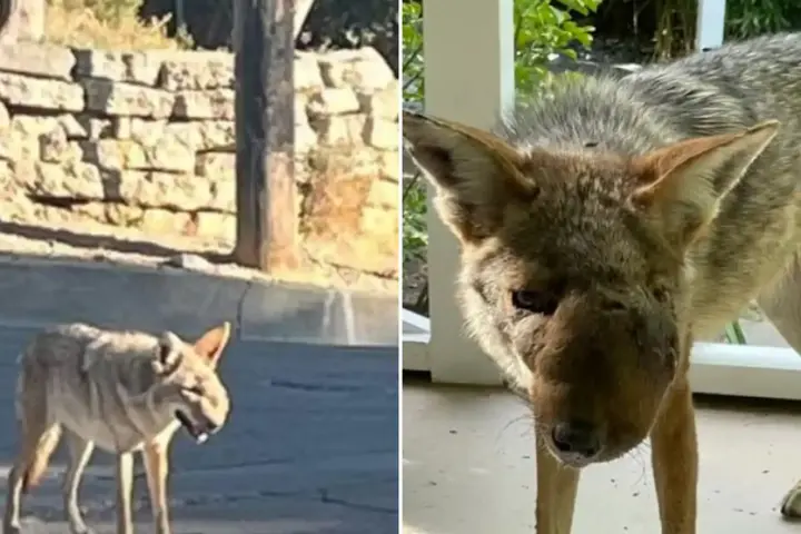 Two-panel image of a rescued female coyote: left, the coyote in poor condition with a visible facial growth standing on a road; right, the same coyote fully recovered, healthy, and well-fed on a porch.