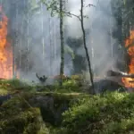 Croatia Dalmatian Coast Wildfire Burns 1,000 Hectares in Four Hours, Kills One