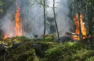 Wildfire burning through forest and undergrowth with flames rising into smoke-filled sky