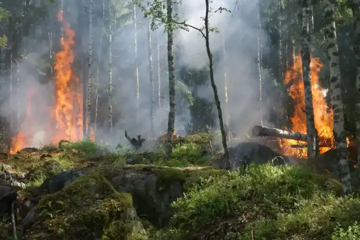 Wildfire burning through forest and undergrowth with flames rising into smoke-filled sky