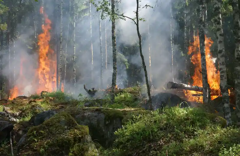Croatia Dalmatian Coast Wildfire Burns 1,000 Hectares in Four Hours, Kills One