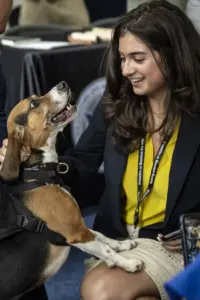 Photograph of Department of Homeland Security working dogs and their handlers demonstrating detection capabilities at the Rayburn House Office Building.