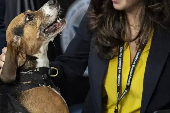 Photograph of Department of Homeland Security working dogs and their handlers demonstrating detection capabilities at the Rayburn House Office Building.