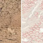 NASA Curiosity Rover Discovers Ancient Mud Cracks on Mars After More Than 13 Years of Exploration
