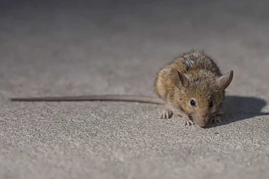 Warmer winters fuel rat infestations globally as climate change reshapes urban pest management