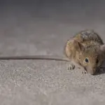 Warmer winters fuel rat infestations globally as climate change reshapes urban pest management