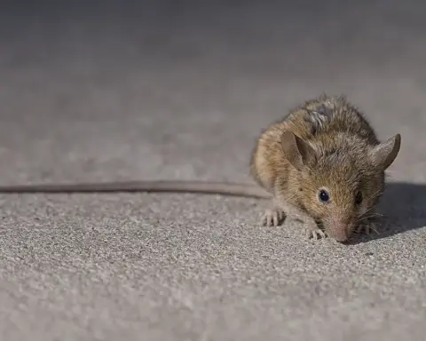 A rodent forages on city pavement in daylight, behaviour made easier by winters that no longer slow breeding