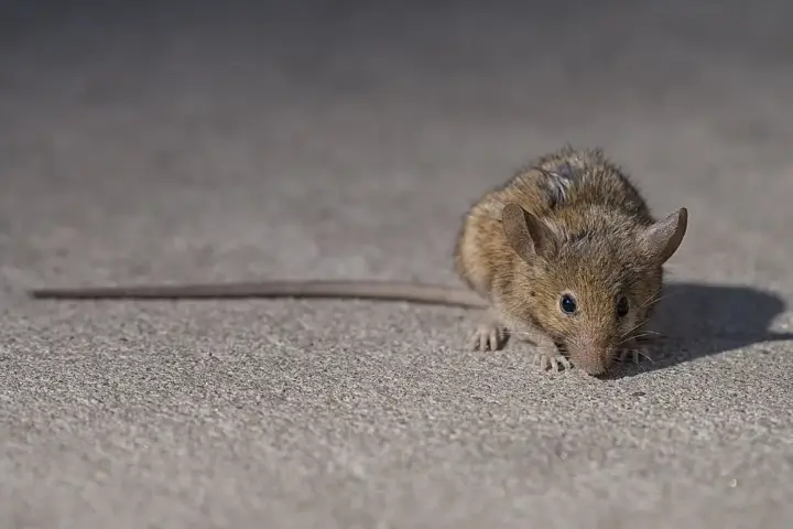 A rodent forages on city pavement in daylight, behaviour made easier by winters that no longer slow breeding