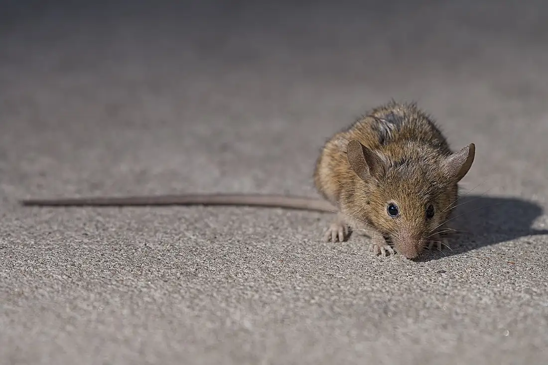 A rodent forages on city pavement in daylight, behaviour made easier by winters that no longer slow breeding