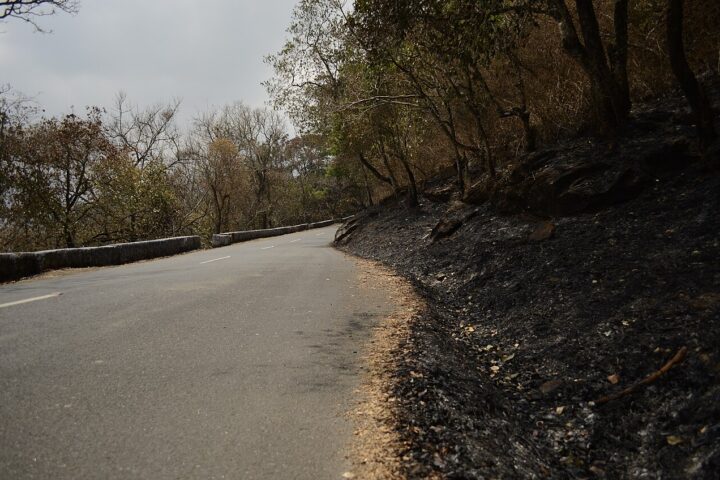 Roadside forest fire by P. Jeganathan, via Wikimedia Commons (CC BY-SA 4.0)