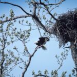 Jackie’s Wings — Conservation Livestreaming Model
