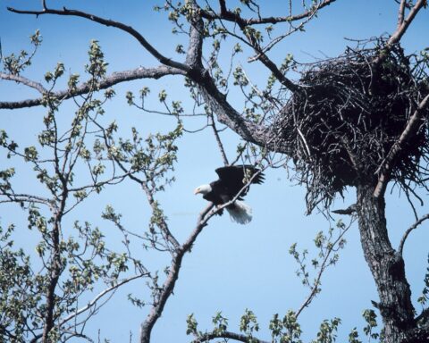 Bald eagle nest, NOAA, via Wikimedia Commons (Public domain)