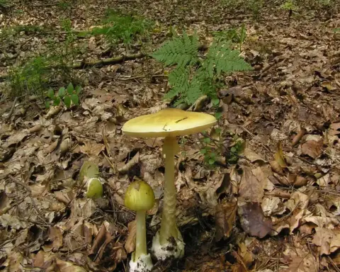Amanita phalloides death cap mushroom