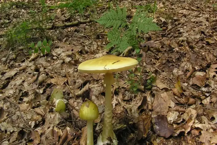 Amanita phalloides death cap mushroom