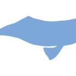 CAMPA Approves Dolphin Recovery Plan as 6,327 Ganges Dolphins Face Silence in Brahmaputra’s Noisiest River Stretch