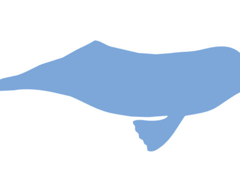 Ganges river dolphin silhouette emerging from calm river water, illustrating the endangered species found in the Brahmaputra river system