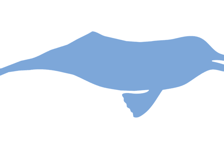 Ganges river dolphin silhouette emerging from calm river water, illustrating the endangered species found in the Brahmaputra river system
