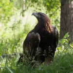 Golden Eagles Return to England After 150+ Years—£1M Funding Enables 2027 Reintroduction