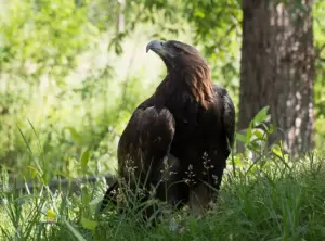 A golden eagle perched.