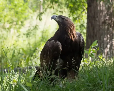 A golden eagle perched.