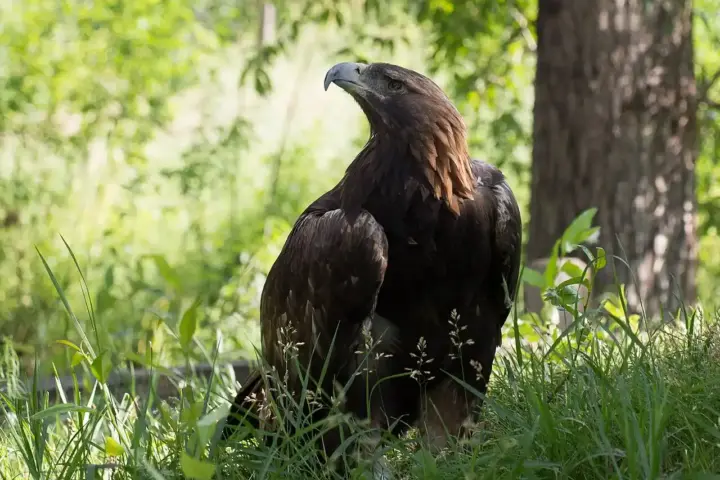 A golden eagle perched.