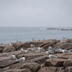 H5N1 Bird Flu Reaches Australia: First Mass Seabird Deaths Confirmed as Pandemic Risk Rises