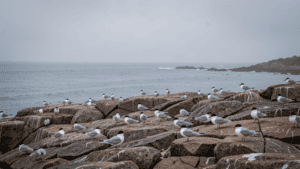 Crested terns on an Australian coastline where H5N1 bird flu was detected