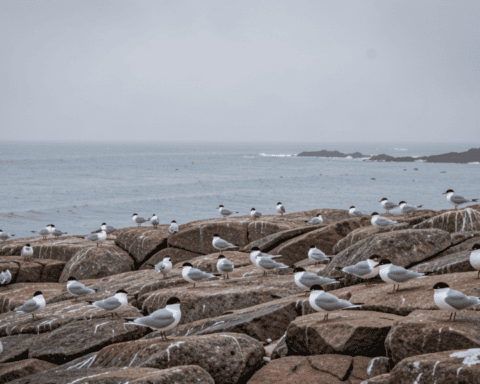 Crested terns on an Australian coastline where H5N1 bird flu was detected