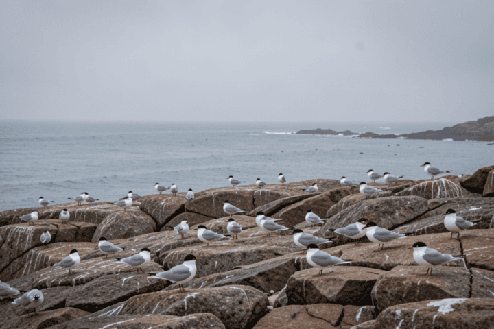 Crested terns on an Australian coastline where H5N1 bird flu was detected