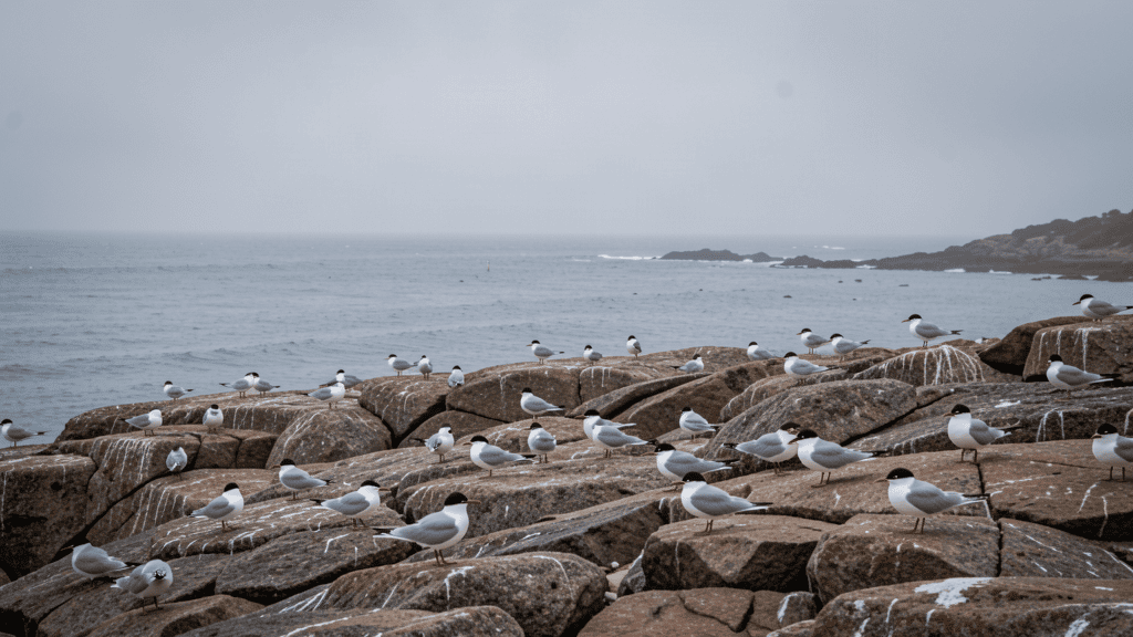 H5N1 Bird Flu Reaches Australia: First Mass Seabird Deaths Confirmed as Pandemic Risk Rises