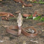 Snakebites Are Killing India’s Children — And Tradition Is To Blame