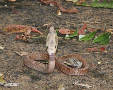 Indian cobra (Naja naja) in defensive posture with hood expanded