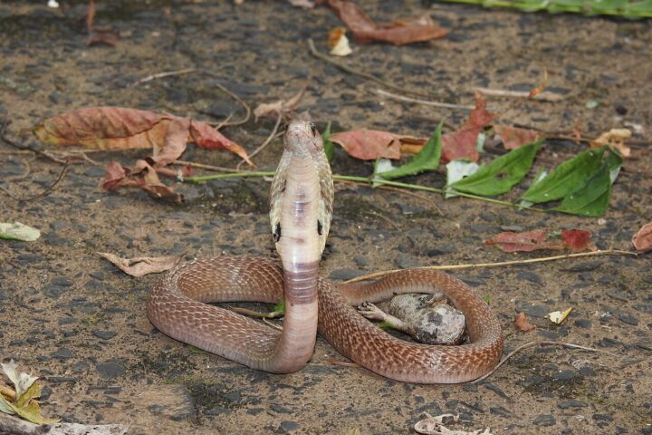 Indian cobra (Naja naja) in defensive posture with hood expanded