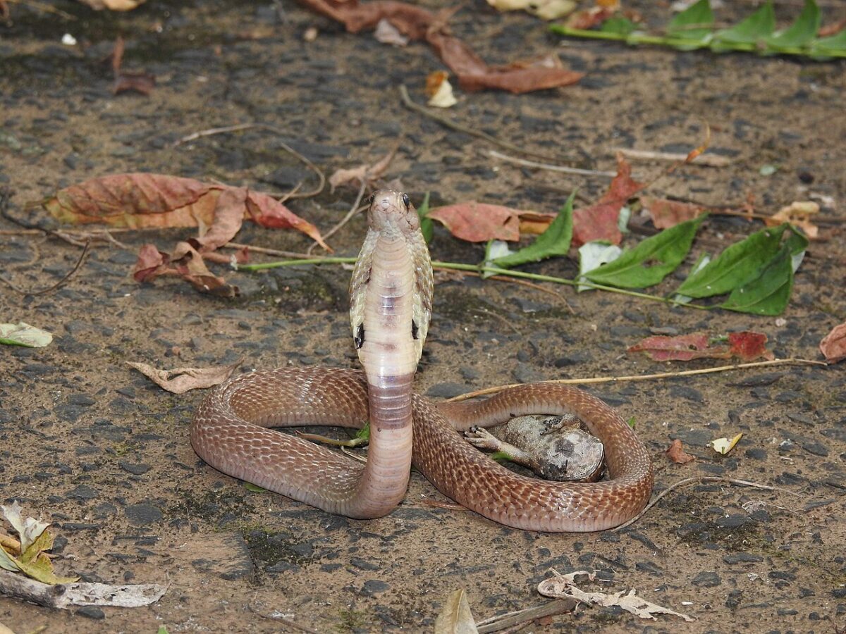 Indian cobra (Naja naja) in defensive posture with hood expanded