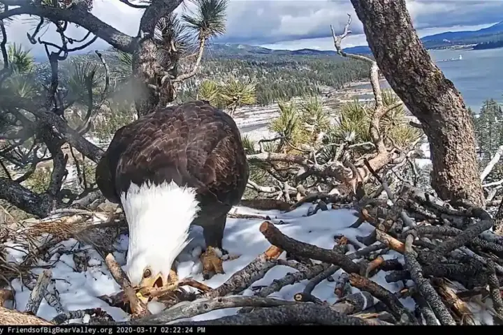 Bald eagle Jackie at Big Bear.
