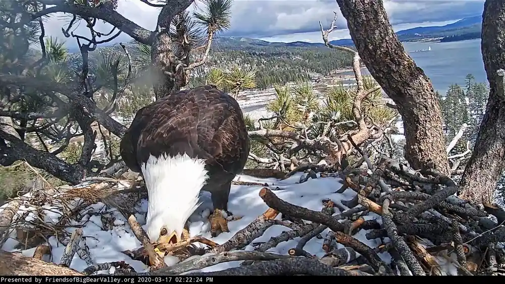 Big Bear Eagle Jackie’s Anemia Worsens: PCV Drops 13%, Prognosis Uncertain