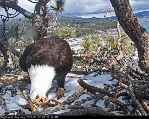 Bald eagle Jackie at Big Bear.