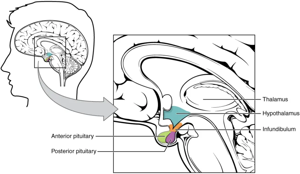 Orexin Neurons Drive Sustained Motivation, Nagoya University Brain Study Finds