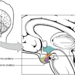 Orexin Neurons Drive Sustained Motivation, Nagoya University Brain Study Finds