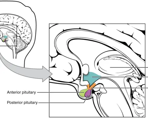 Labelled sagittal anatomical diagram of the human brain showing the thalamus, hypothalamus, infundibulum and the anterior and posterior pituitary lobes in colour
