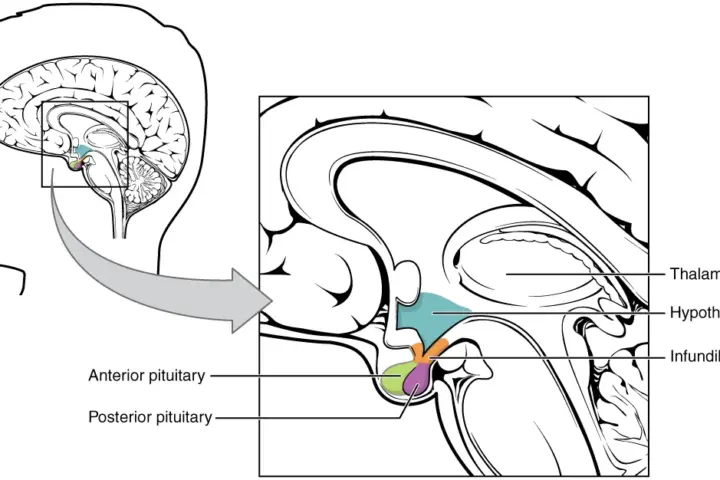 Labelled sagittal anatomical diagram of the human brain showing the thalamus, hypothalamus, infundibulum and the anterior and posterior pituitary lobes in colour