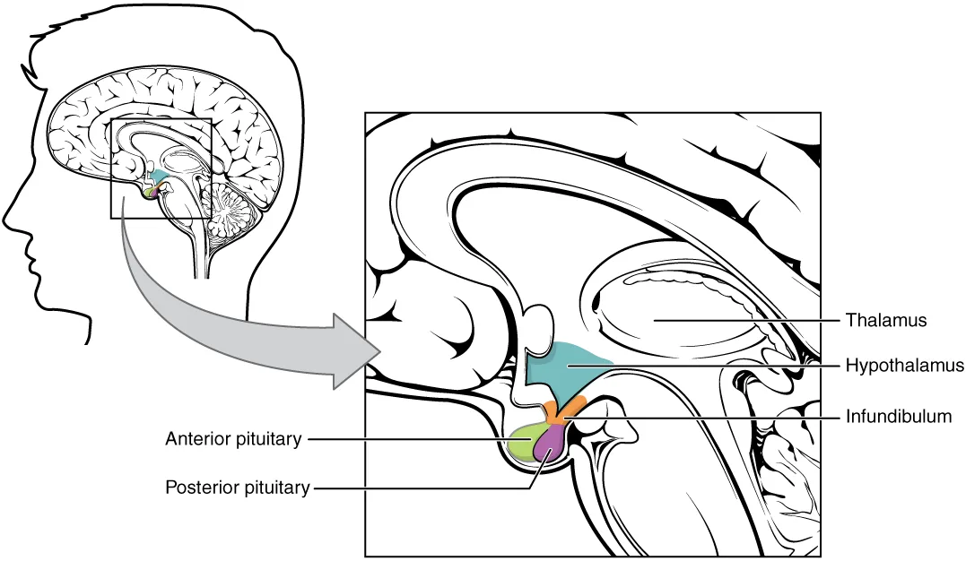Orexin Neurons Drive Sustained Motivation, Nagoya University Brain Study Finds